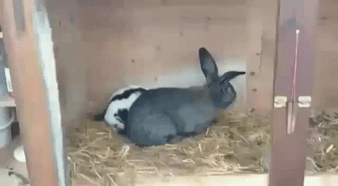 bunny quickie GIF