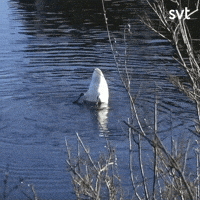 Surprise Bird GIF by SVT