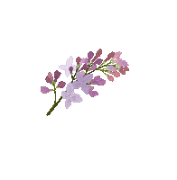 Flowers Lilac Sticker by Rise Cycle Co