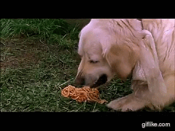 dogs spaghetti GIF