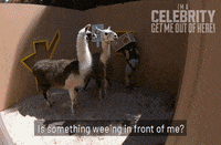 Im A Celebrity Au GIF by I'm A Celebrity... Get Me Out Of Here! Australia