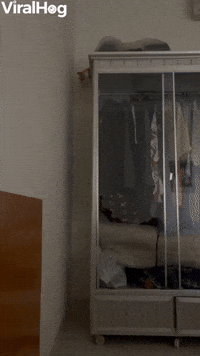 Spider Cat