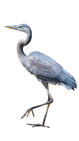 Summarecon home bird smart home dream home Sticker