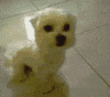 angry puppy GIF