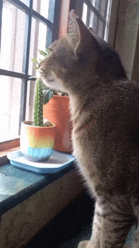 nepalicats cat cats look window GIF