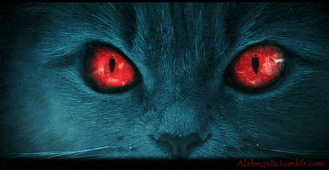 cat devil GIF