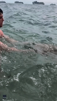 Friendly Seal Surprises British Bather With Hug