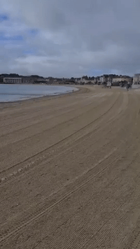 Deer Has Time of Its Life Frolicking in Sea at Dorset Beach