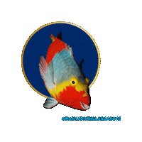 Puerto Del Carmen Scuba Sticker by Manta Diving Lanzarote