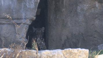 Endangered Tiger Cubs Take First Steps in Zoo's Outdoor Habitat