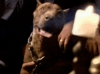 bop gun GIF by Ice Cube