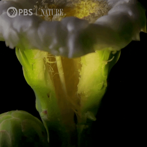 Pbs Nature Mexico GIF by Nature on PBS