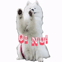 Qinu_samoyed dog puppy cheer samoyed GIF