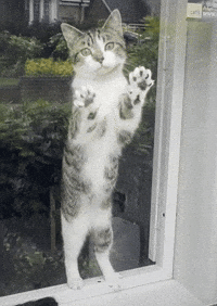 Lemme Out Tabby Cat GIF