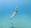 mermaid GIF