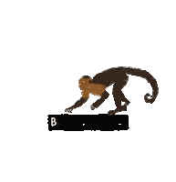 Monkey Bedifferent Sticker