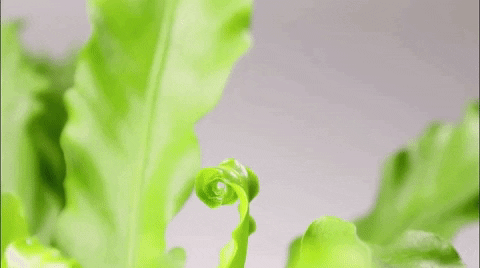 Plant Growth Life GIF by Massive Science