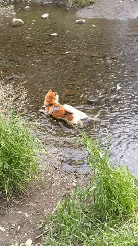 cuteanimalland giphyupload GIF