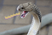 Joke Lol GIF by jOnNy'S wOrLd
