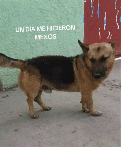 Luis5spsplit giphyattribution kkk no sé undia GIF