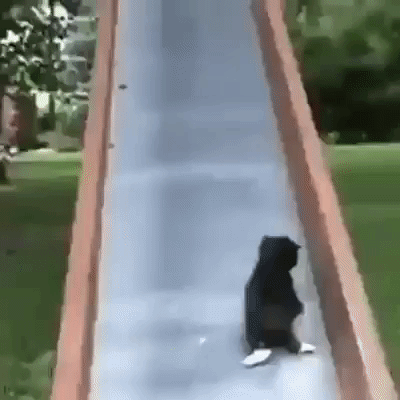 pussy cat GIF