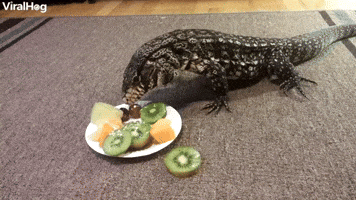 Winston the Tegu Eating Fruit