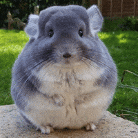 Hamster Chinchilla GIF