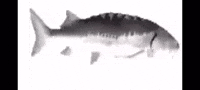 Spinning Fish GIF