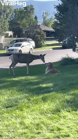Deer and Dog Boop Snoots on Lawn