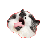 Cat Sticker