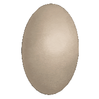 aykimkio food chicken egg eggs Sticker