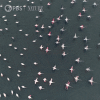 Soar Take Off GIF by Nature on PBS