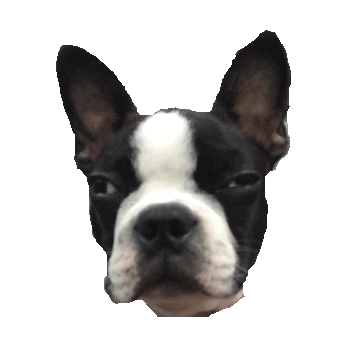 mad boston terrior STICKER by imoji
