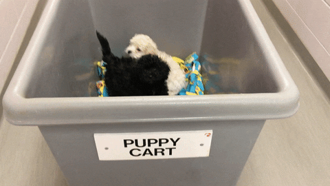 puppy rolling GIF by Nebraska Humane Society 