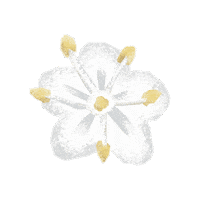 Elderflower Sticker by Evoolution