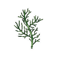 Dill Evoo Sticker by Evoolution