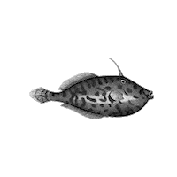 Marine Biology Swimming Sticker by The Wild Curiosity