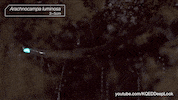 GIF by KQEDScience