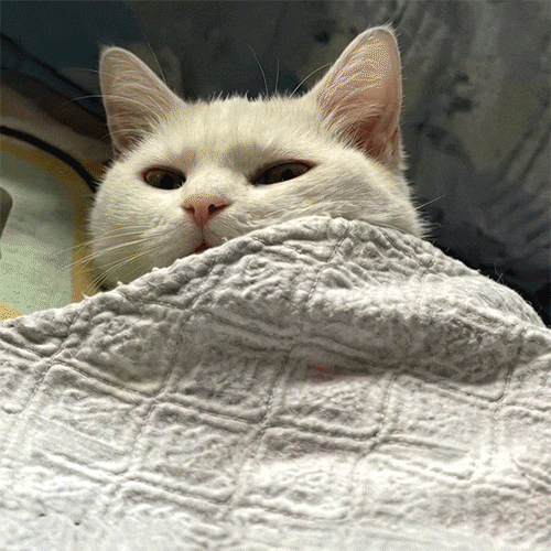 Tired Me Da Igual GIF