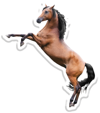 horse gallop Sticker by Pets Add Life