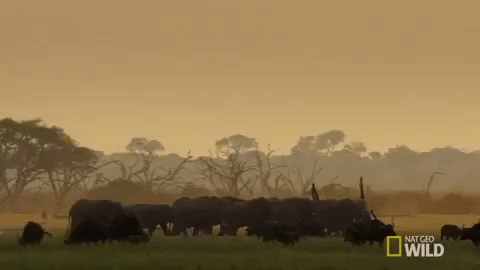 nat geo wild herd GIF by Savage Kingdom