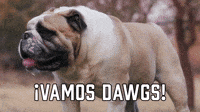 ¡Vamos Dawgs!