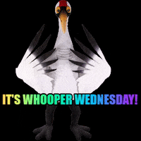 savingcranes bird wednesday whoop crane GIF