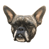 French Bulldog Dog Sticker by megan lockhart