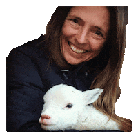 xoxofarmgirl photo lamb head shot xoxofarmgirl Sticker