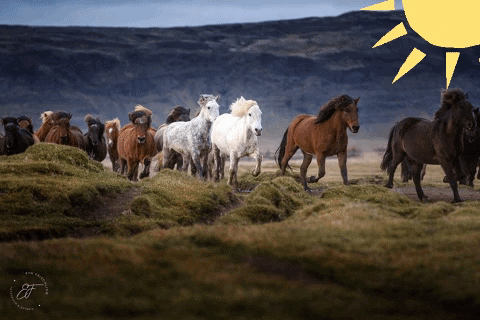 Eldhestar giphygifmaker giphyattribution running sweet GIF