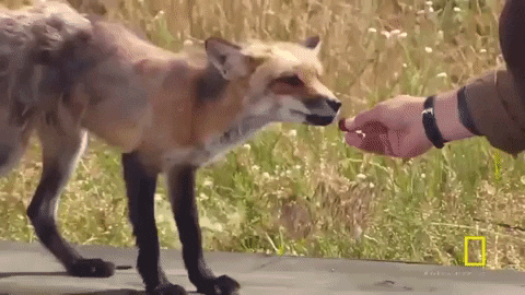GIF by National Geographic Channel