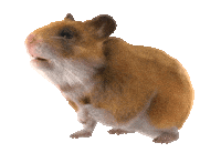 Guinea Pig Love Sticker