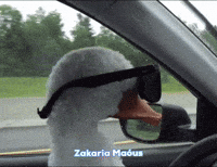 Driving A Car GIF