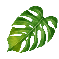 Plant Leaf Sticker by Trakto